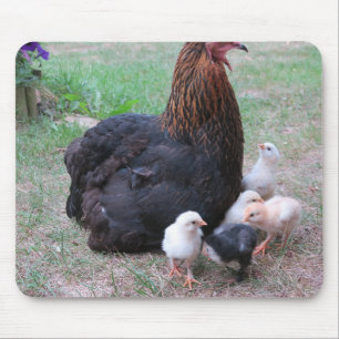 Huhn, Küken, Hühner, Küken, Tier, Vogel, Mousepad