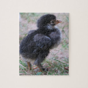 Huhn, Küken, Hühner, Küken, Tier, Vogel, Puzzle