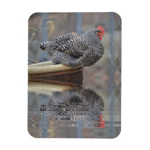 Huhn mit Reflexionen Magnet