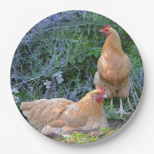 Huhn-Pappteller Pappteller (Vorderseite)