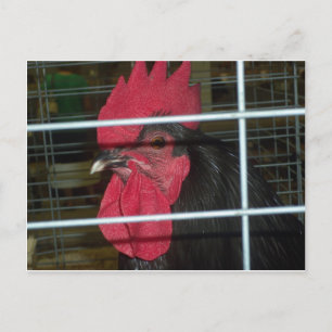 Huhn-Porträt Postkarte