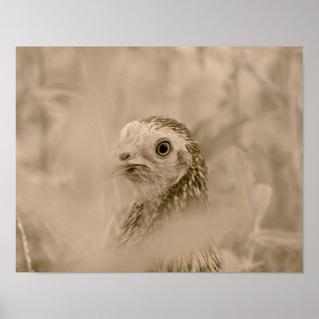 Huhn Poster (Vorne)