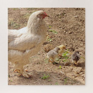 Huhn, Tier, Küken, Vogel, Bauernhof, süß, Puzzle, Puzzle