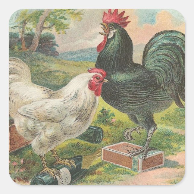 Huhn und Hahn Quadratischer Aufkleber (Vorderseite)