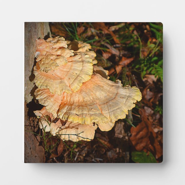 Hühnchen der Woods Plaque Fotoplatte (Vorderseite)