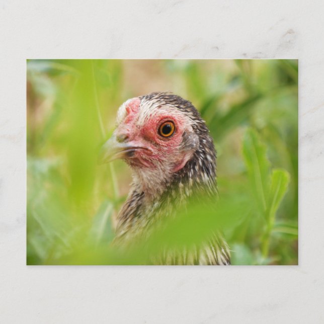 Hühnchen Postkarte (Vorderseite)