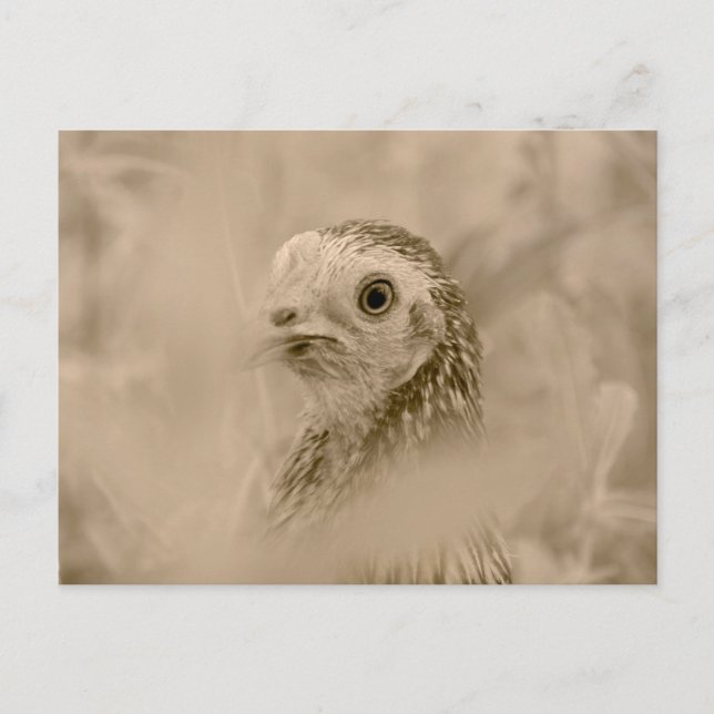 Hühnchen Postkarte (Vorderseite)