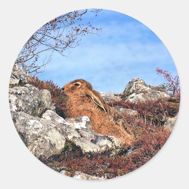 HÜHNE RUNDER AUFKLEBER (Vorderseite)