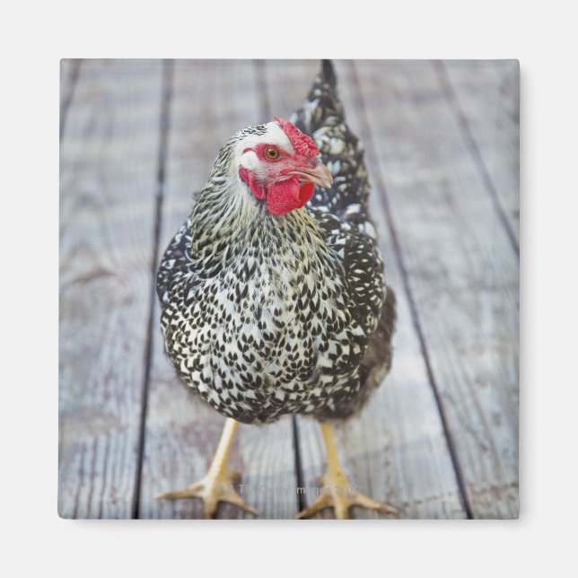 Hühner auf Holzdeck, Silver Laced Wyandotte Magnet (Vorne)