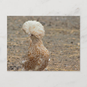 Hühner-Foto-Postkarte Postkarte