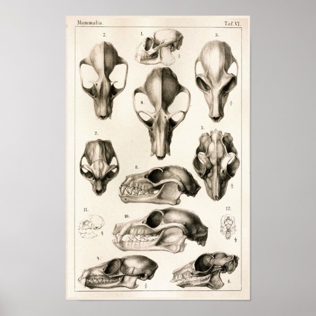 Hühner-Hühner-Fledermäuse Anatomie Poster (Vorne)