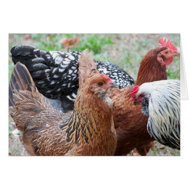 Hühner im Garten (Vorderseite (Horizontal))