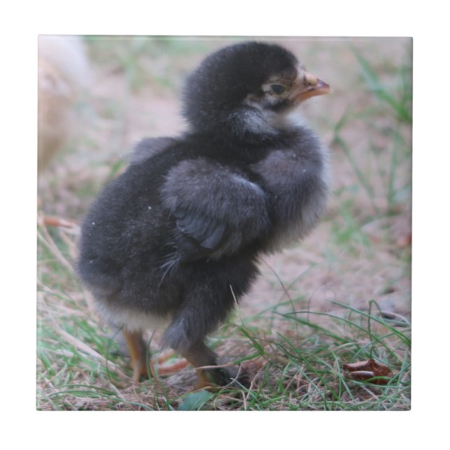 Hühner, Küken, Küken, Tiere, Vögel, Fliese (Vorderseite)