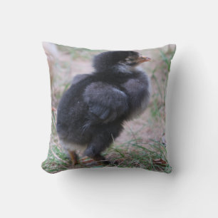 Hühner, Küken, Küken, Tiere, Vögel, Kissen