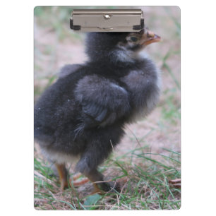 Hühner, Küken, Küken, Tiere, Vögel, Klemmbrett