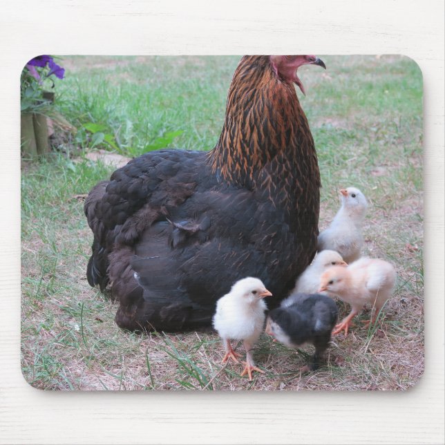 Hühner, Küken, Küken, Tiere, Vögel, Mousepad (Vorne)