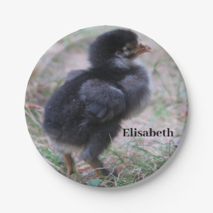 Hühner, Küken, Küken, Tiere, Vögel, Pappteller