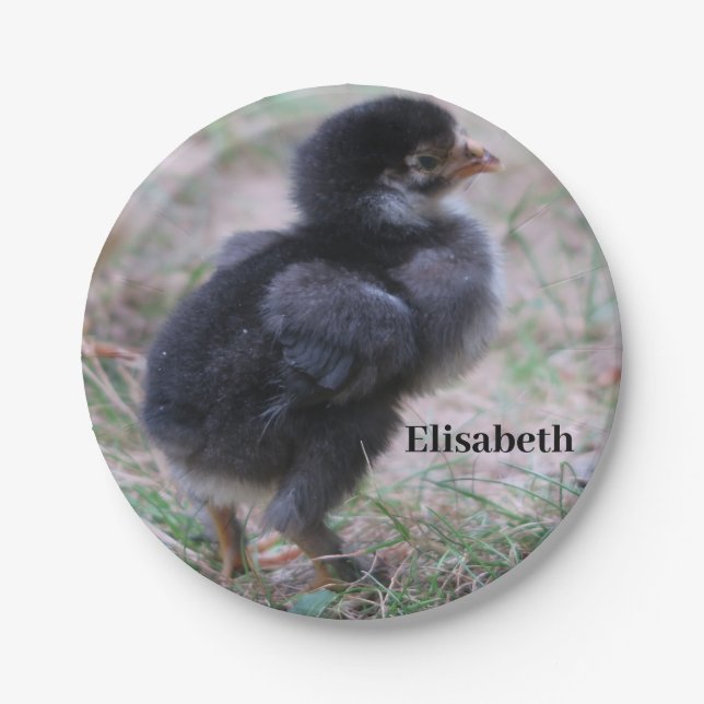 Hühner, Küken, Küken, Tiere, Vögel, Pappteller (Vorderseite)