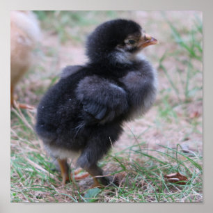 Hühner, Küken, Küken, Tiere, Vögel, Poster