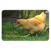 Hühner sind der beste Freund des Menschen