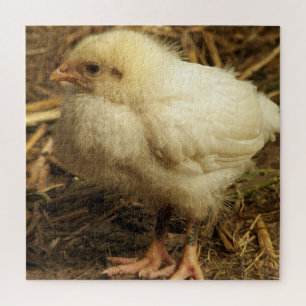 Hühner, Tiere, Küken, Vögel, Bauernhof, niedlich,  Puzzle