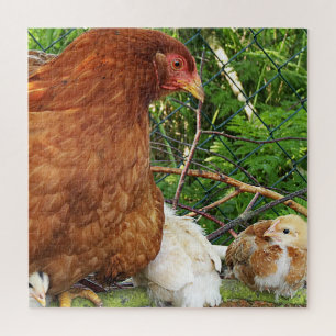 Hühner, Tiere, Küken, Vögel, Bauernhof, niedlich,  Puzzle