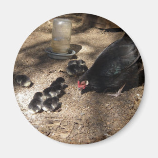 Hühner und Baby Chicks Magnet