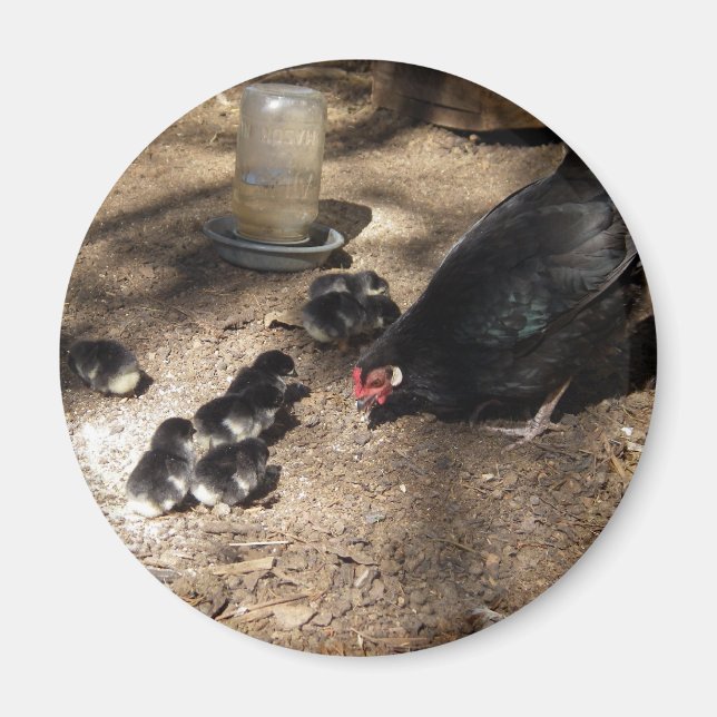 Hühner und Baby Chicks Magnet (Vorne)