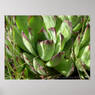 Hühner und Küken (Sempervivum) Poster