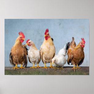 Hühner und Räuber an der Mauer Poster
