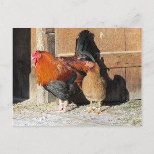 Hühnerfarm Hähne und Hennen Farm Postkarte