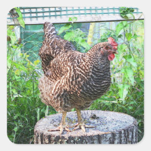 Hühnerhaftkleber Quadratischer Aufkleber