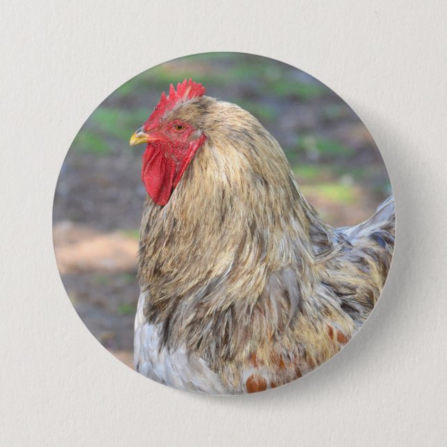 Hühnerknopf Button (Vorderseite)