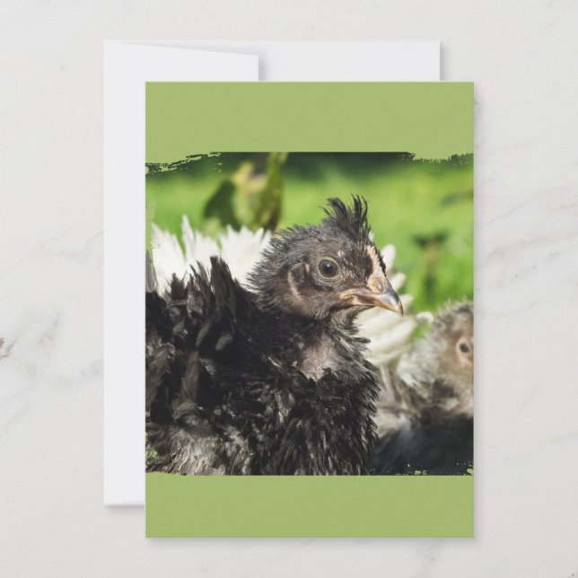 Hühnerküken (Vorderseite)