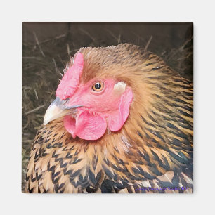 Hühnermagnet #2 Golden Laced Wyandotte Magnet