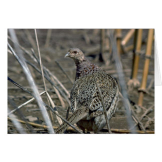 Hühnerpheasant, wachsam und vorsichtig in offenem