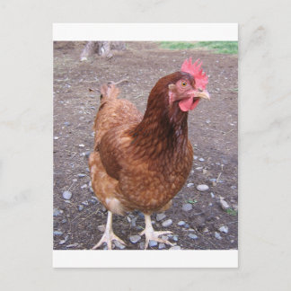 Hühnerpostkarte Postkarte