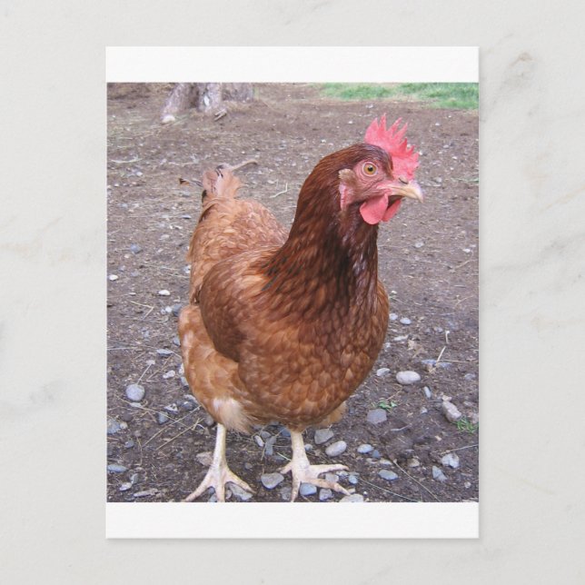 Hühnerpostkarte Postkarte (Vorderseite)