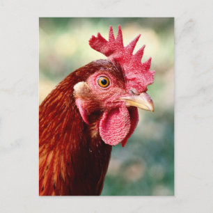 Hühnerpostkarte Postkarte