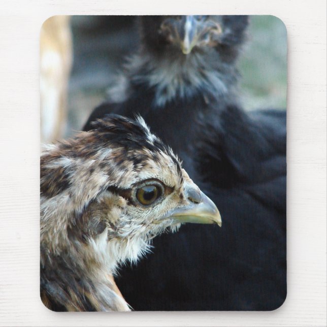 Hühnerstall gemischte Küken Mousepad (Vorne)