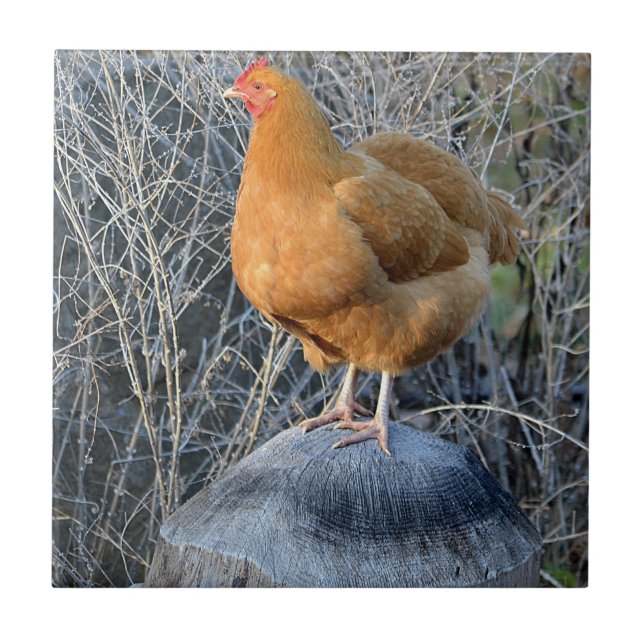Hühnerzange Fliese (Vorderseite)
