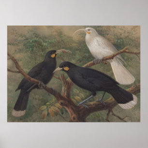 Huia New Zealand Bird Vintage Naturmalerei Poster