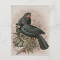 Huia