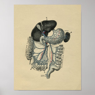 Human Abdominal Anatomy 1902 Vintage Print Poster