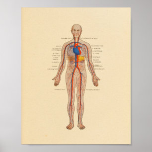 Human Anatomy Heart Arteries Print Poster