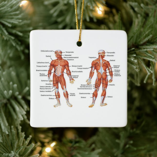 Human Anatomy Muscle Diagramm Keramikornament (Baum)