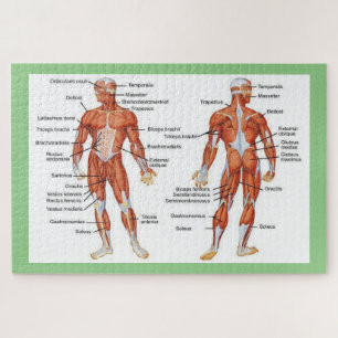 Human Anatomy  Puzzle