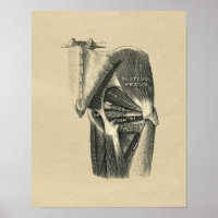 Human Angesagt Anatomy 1902 Vintag Print