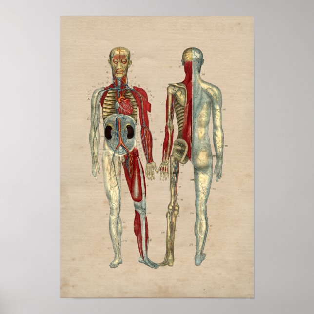 Human Arteries Heart Anatomy 1841 Print Poster (Vorne)