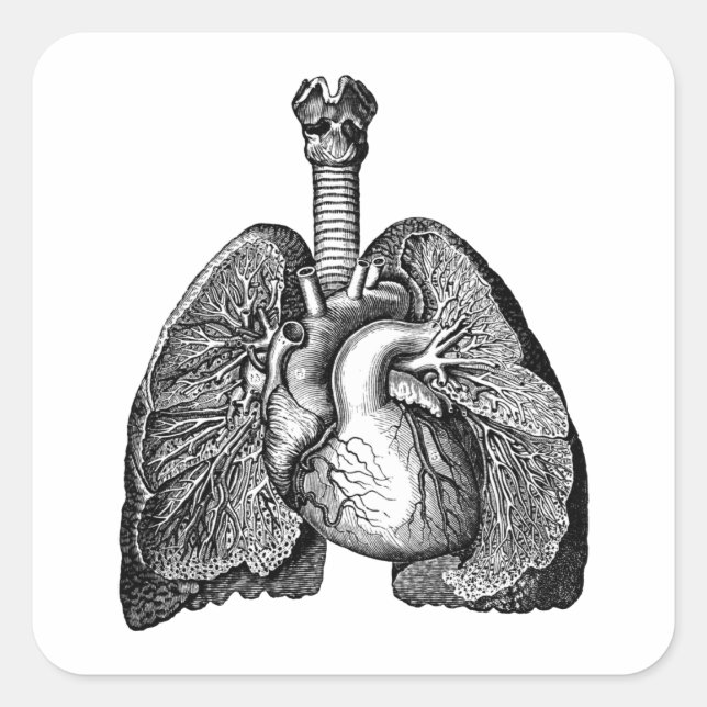 Human Biology Anatomy Heart Lungs Science Art Quadratischer Aufkleber (Vorderseite)